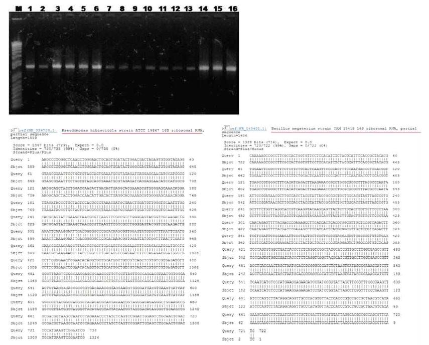 16S rDNA sequence analysis.