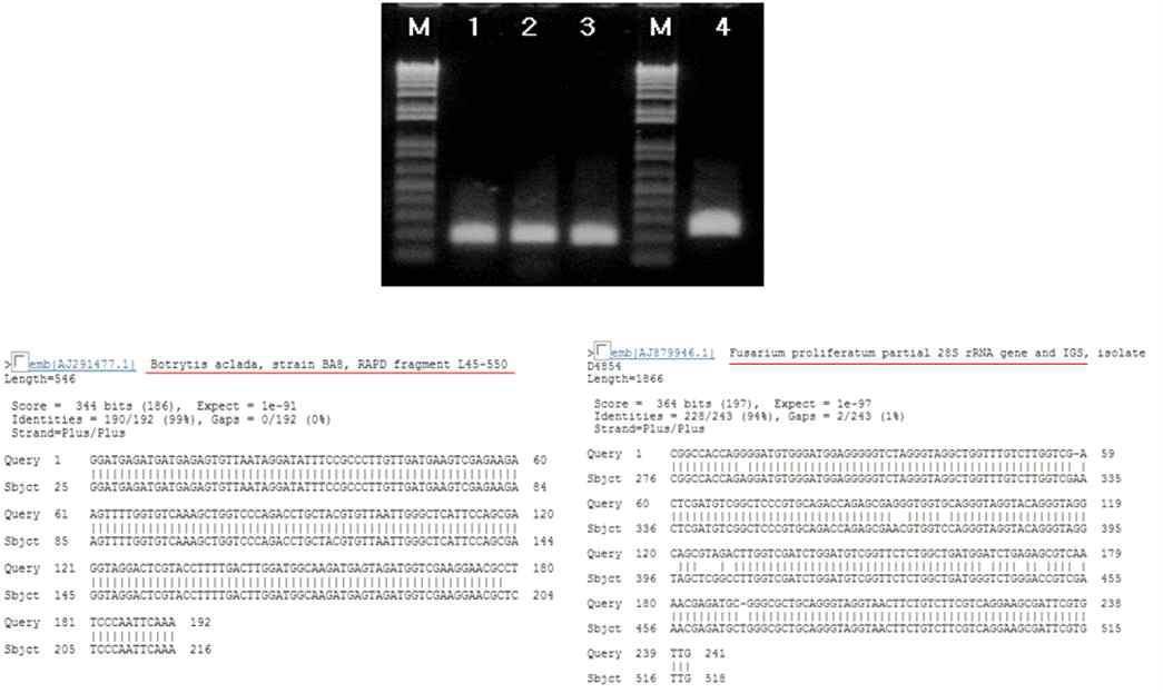 18S rDNA gene PCR.