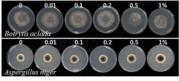 Mycelial growth of two fungi, Botrytis aclada and Aspergillus niger on PDA amended with various volume of absolute EtOH.