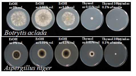 Mycelial growth of two fungi, Botrytis aclada and Aspergillus niger on PDA amended with various volume (0.1 and 0.01%) of absolute EtOH and thymol