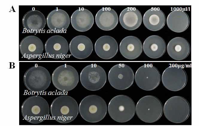 Mycelial growth of two fungi, Botrytis aclada and Aspergillus niger on PDA amended with various concentrations such as 0, 1, 10, 100, 200, 500, and 1000 μl/L of acetic acid