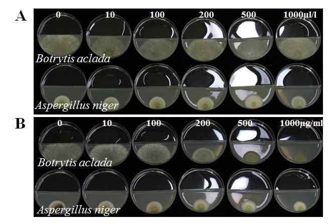 Mycelial growth of two fungi, Botrytis aclada and Aspergillus niger in I-plates containing PDA and various concentrations of acetic acid