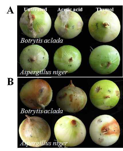 Diseases caused by two fungi, Botrytis aclada and Aspergillus niger on onions sprayed