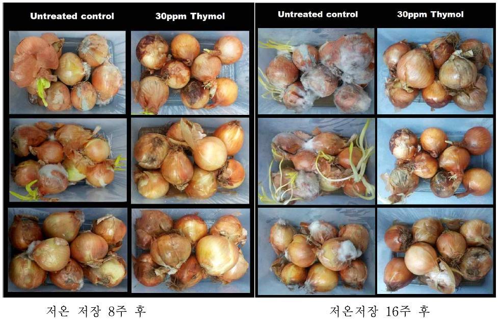 Effect of 30ppm thymol treatment postharvest disease in low temperatureo (4oC) storage for 16 weeks