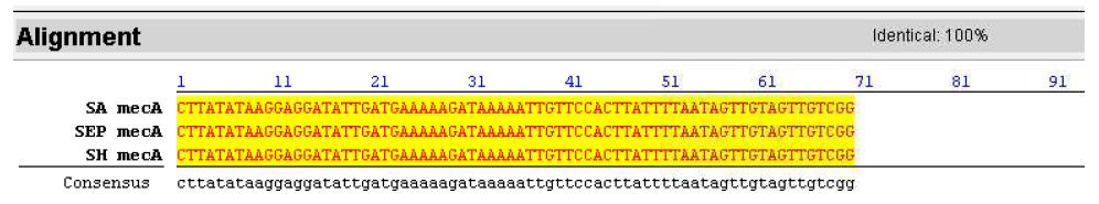 S. aureus, S. epidermidis, S. haemolyticus 에 존재하는 mecA 항생제 내성유전자의 ATG 부위 유전자 염기서열 비교 분석
