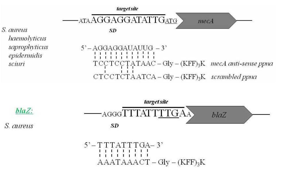 mecA(상)dhk blaZ(하)에 대한 PPNA 복합체 도식
