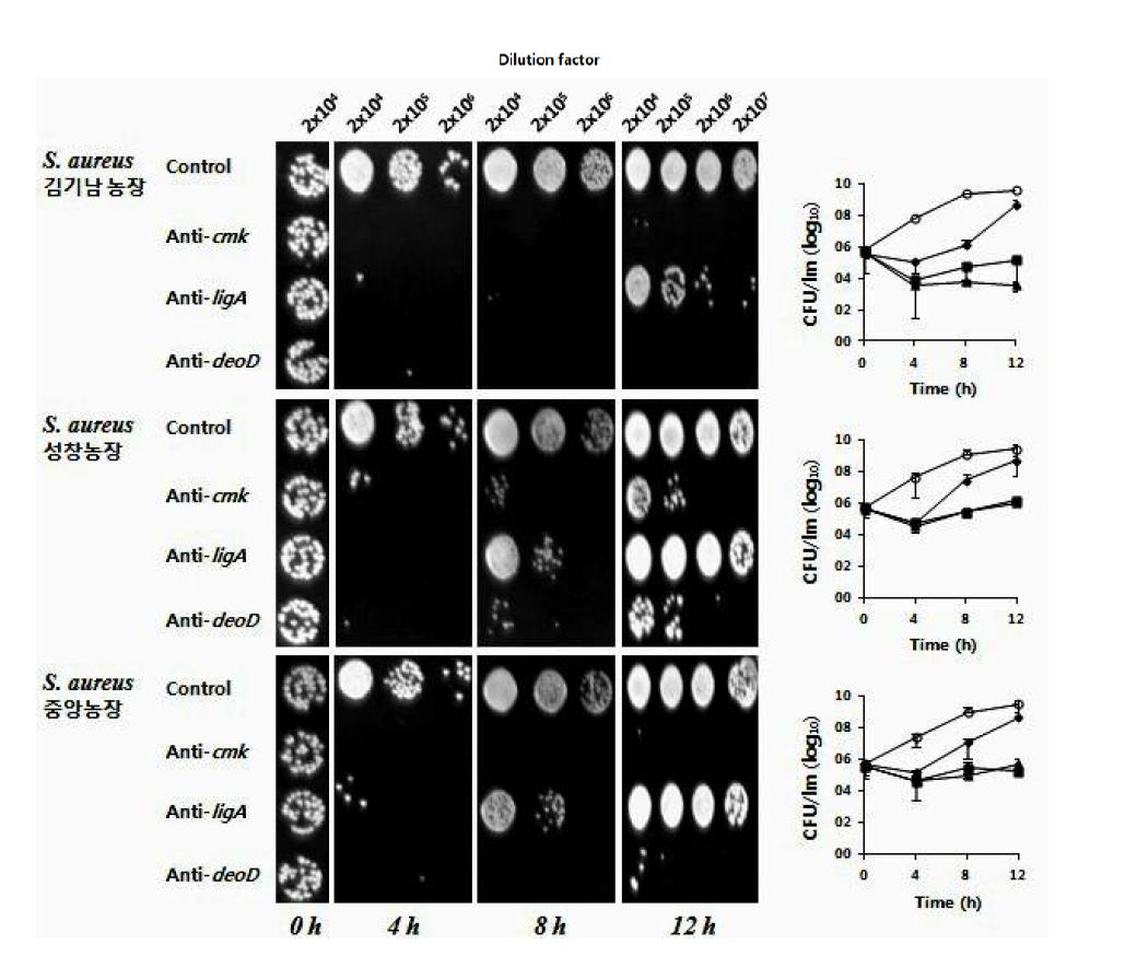 3종의 S. aureus 유방염 분리주에 대한 PPNA의 성장억제효과
