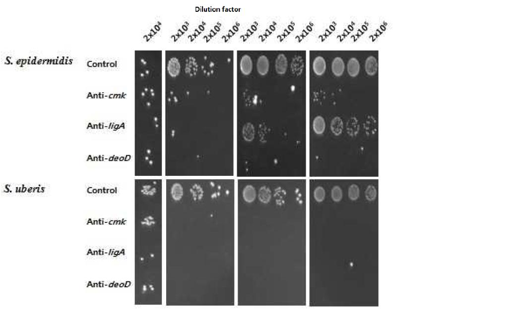 S. aureus 이외의 유방염 원인균에 대한 PPNA의 성장억제효과
