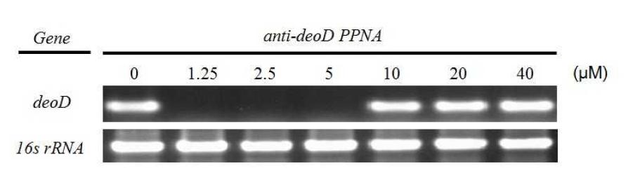 Antisense-deoD에 의한 mRNA 발현 억제 효과