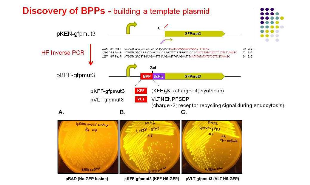 기존 보고된 세균침습성 펩타이드::GFP chimeric protein 발현시스템 구축