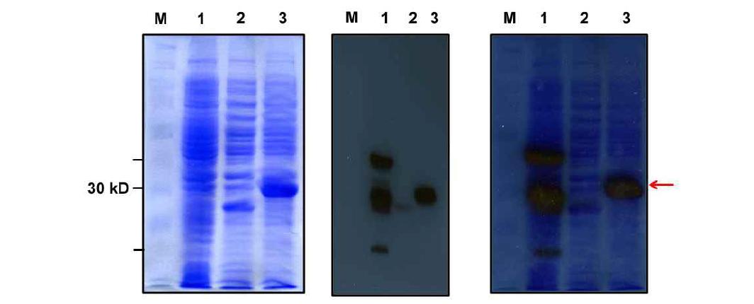 기존 보고된 세균침습성 펩타이드::GFP chimeric protein 발현시스템으로부터 재조합단백질 발현 확인. (좌) 1% SDS-PAGE, (중) Western analysis with anti-His antibody, (우) overlaped SDS-PAGE gel  1, KFF-GFPmut3; 2, GFPmut3; 3, VLT-GFPmut3)