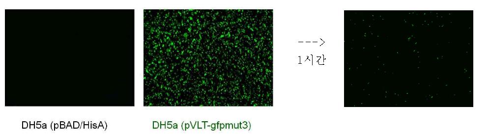 구축된 Hight-throughput screening. 재조합 형광단백질을 대장균에서 1 mM IPTG로 과발현한 뒤, cell lysate와 포도상구균을 1시간 반응 후 형광현미경으로 관찰한 결과. (좌) 과발현 대장균주. (우) 본 과제에서 개발한 PNA 복합체에 적용하였던 세균침습성 펩타이드 motif를 함유한 재조합 형광단백질의 포도상구균에 대한 세균침습성 확인