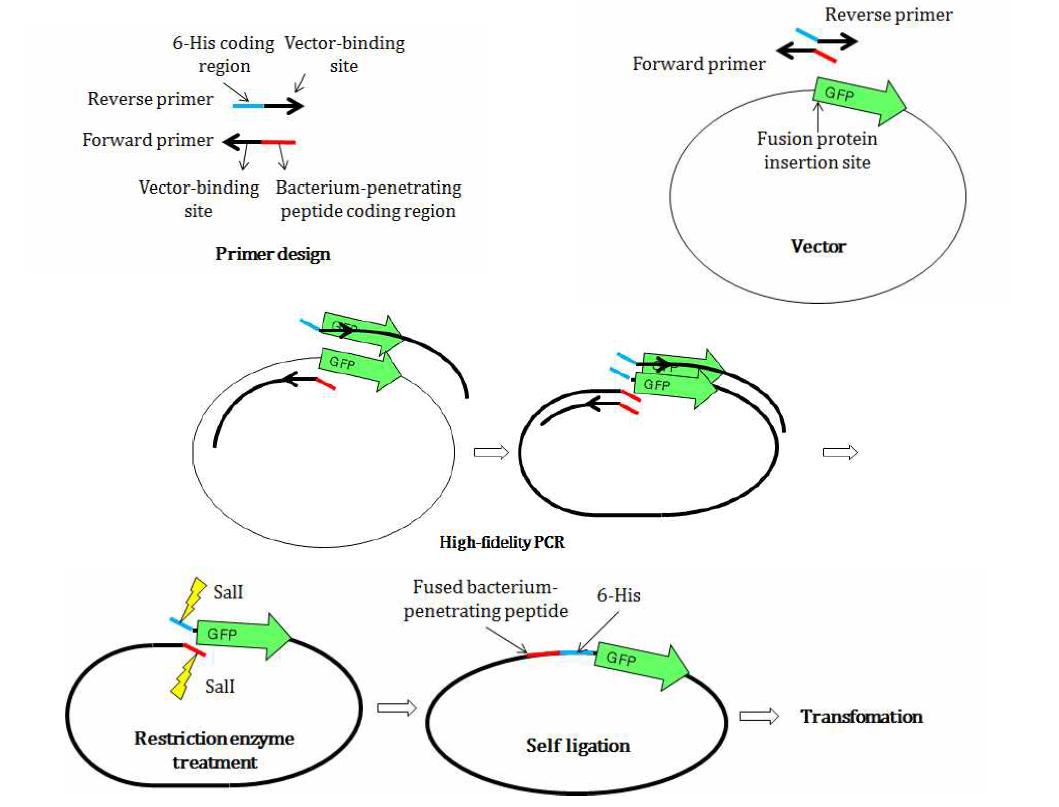 Invert fusion PCR cloning(IFPC)기법을 이용한 세균침습성 펩타이드와 GFP chimericprotein 발현 시스템 구축 모식도
