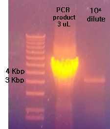 세균침습성 펩타이드-GFP chimeric protein 발현을 위한 High-fidelity PCR 결과