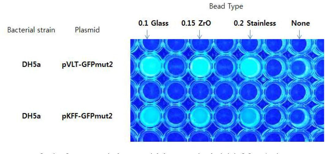 Bead type에 따른 표준 펩타이드::GFP 재조합 단백질 추출 효율 비교