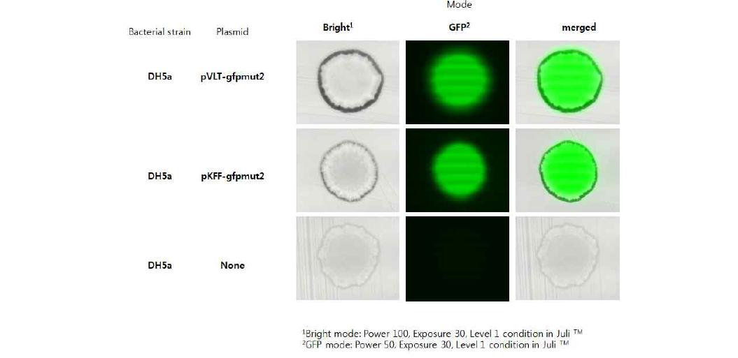 표준 펩타이드::GFP 재조합 단백질 산생 균주 colony의 형광현미경 관찰 결과