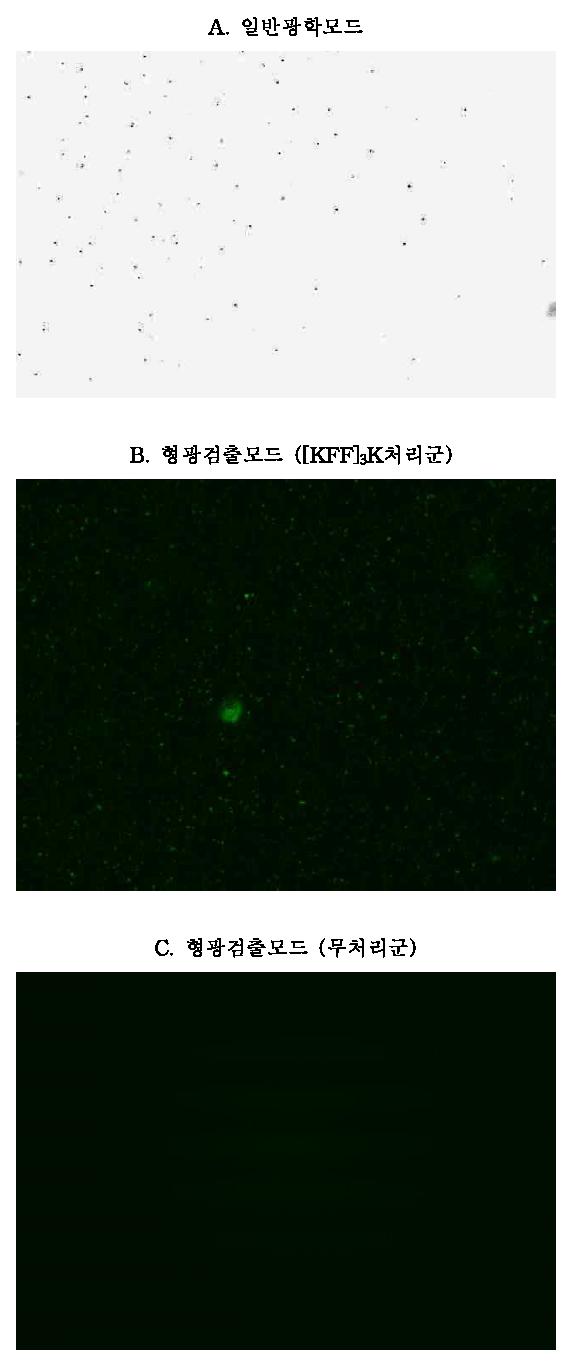 세균침습성 펩타이드::GFP 재조합 단백질의 S. aureus 침습성 평가