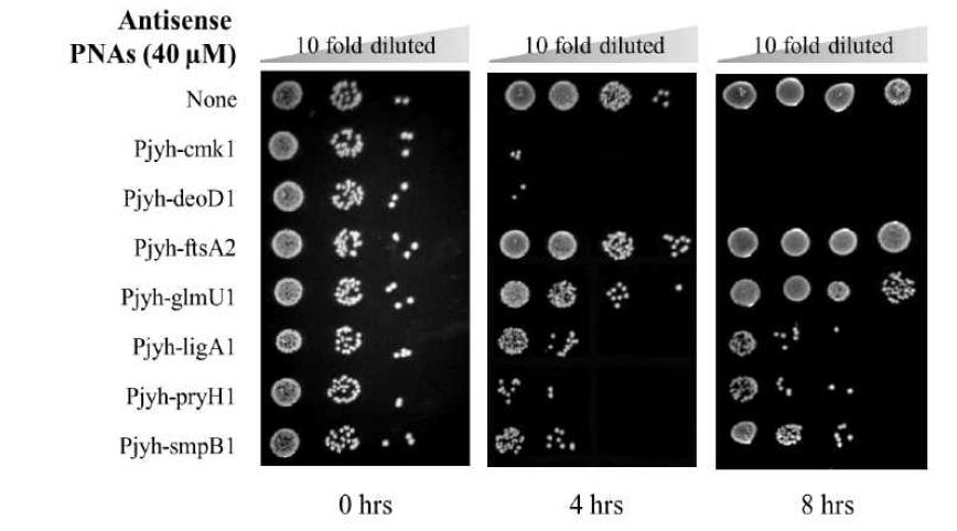 생존필수인자에 대한 antisense PPNA의 S. aureus ATCC29740에 대한 성장억제효과