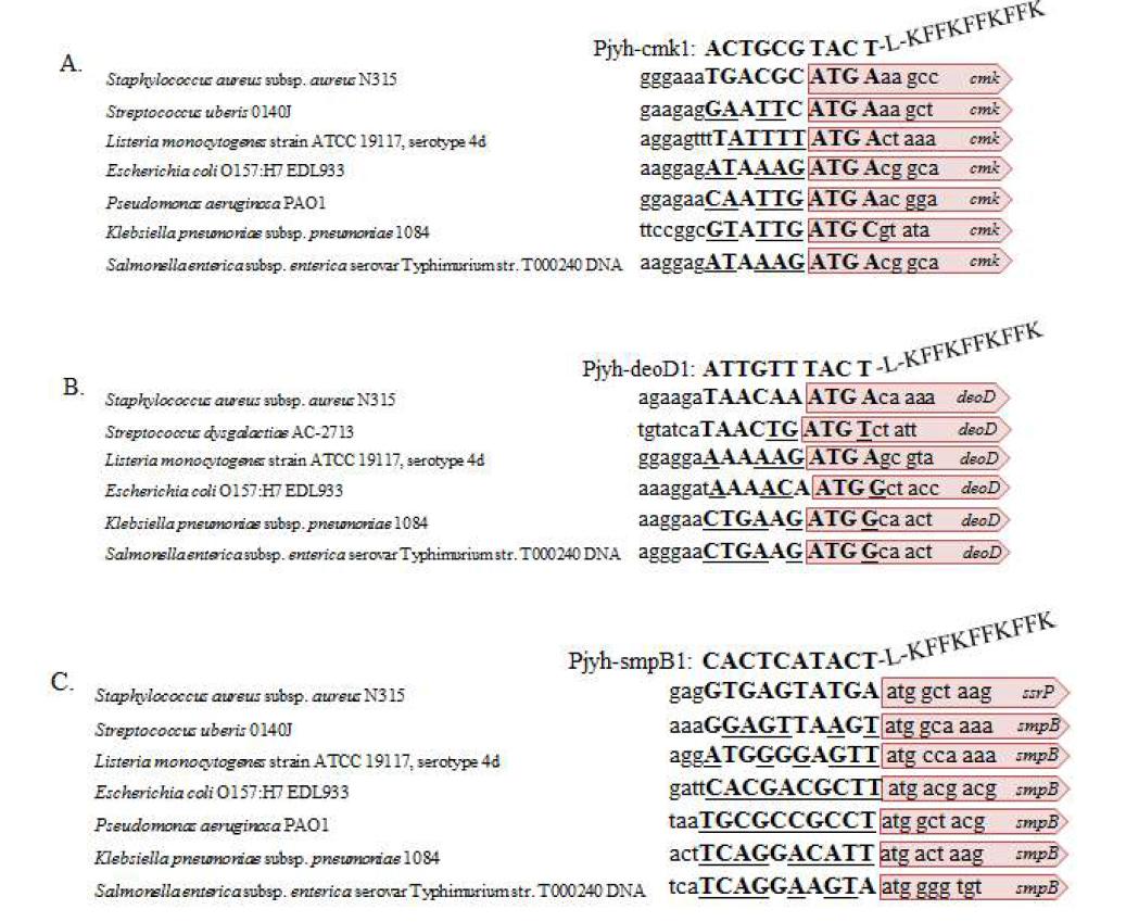 다양한 유방염 원인균의 PPNA antisensing region 분석