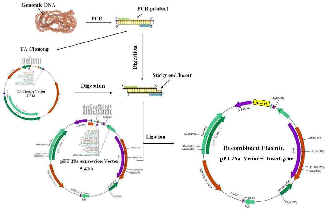 Protein G multimer 제작과정 (pET28a vector 활용)