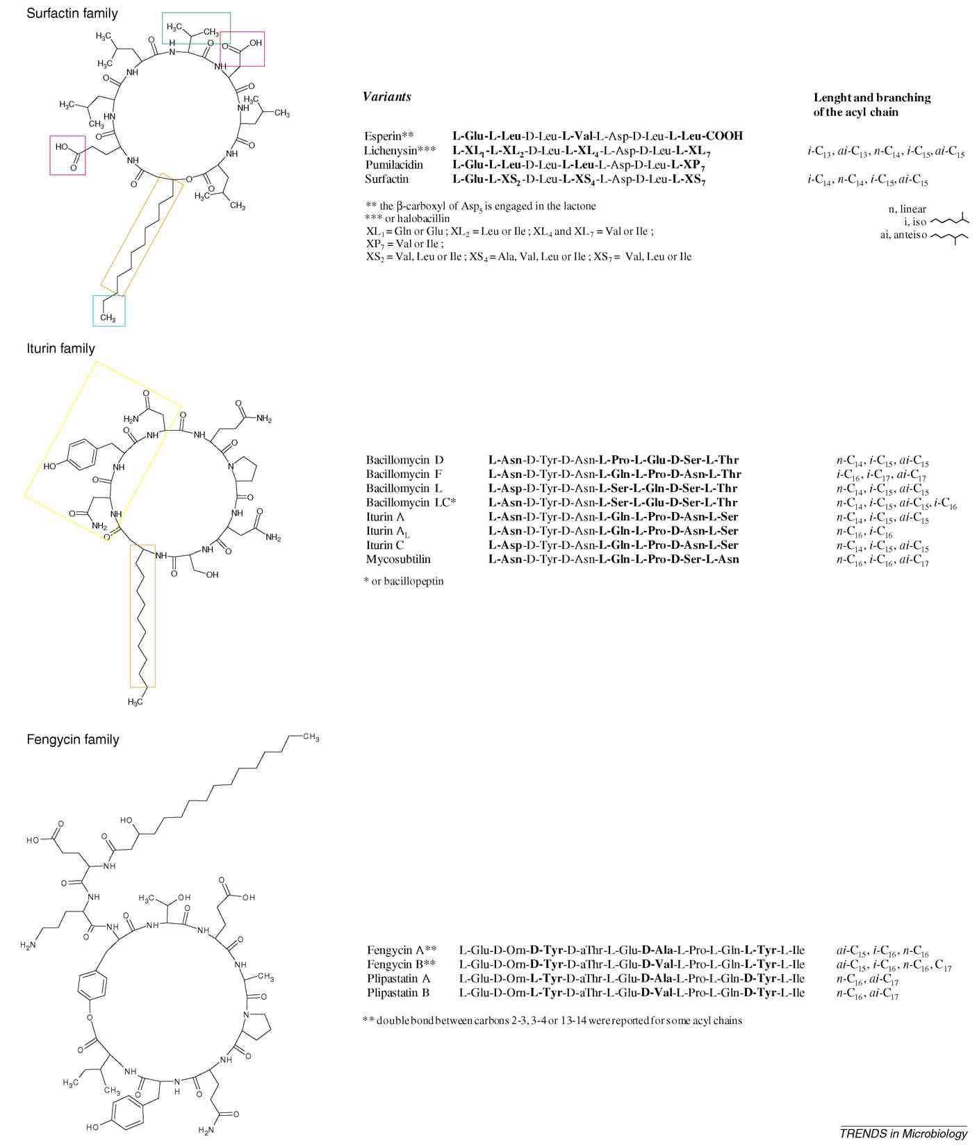 Structures of representative members and diversity within the three lipopeptide families synthesized by Bacillus species.