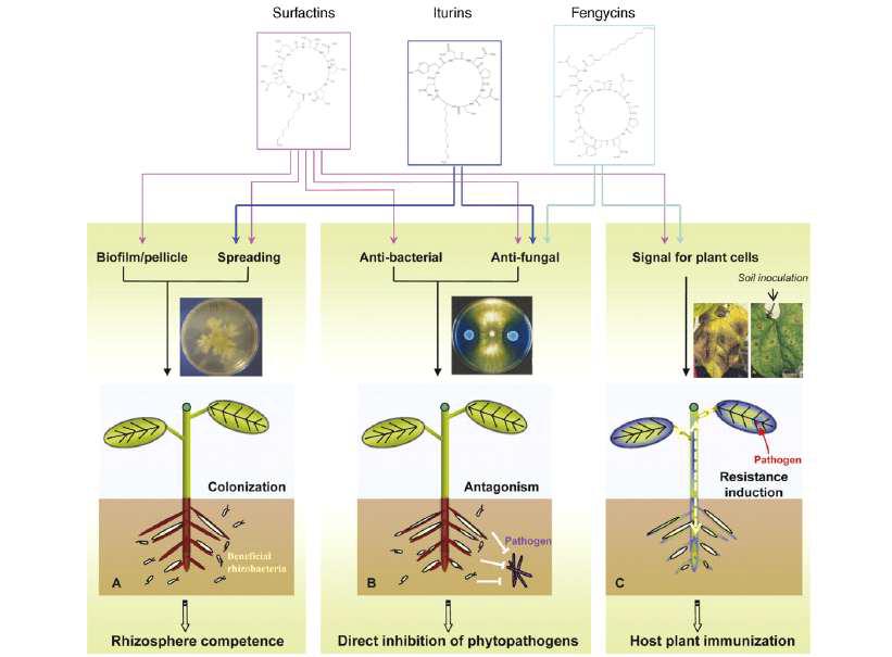 Overview of Bacillus lipopeptide interactions in the context of biological control of plant diseases.