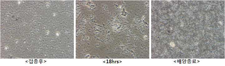 50 liter pilot scale fermenter 상의 B. subtilis subsp. krictiensis BSM54의 현미경 사진
