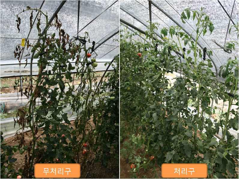 토마토 시들음병 무치리구와 B. subtilis subsp.krictiensis BSM54 처리구 비교