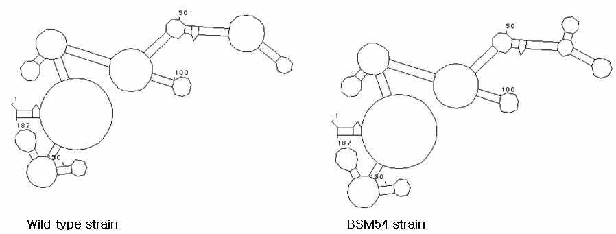 Possible change of secondary structure in mRNA by point mutation M1 on the upstream region of ORF1 (nucleotide position 2,748) from B. subtilis subsp. krictiensis BSM54 strain