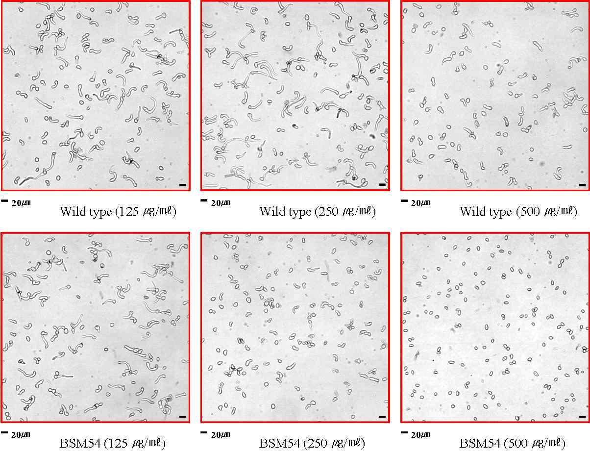 Photomicrographs of suppression patterns between the wild-type B. subtilis and UV mutant BSM54 strains producing iturin on the spore germination of B.