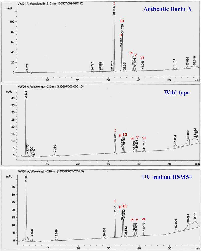 HPLC analyses of iturin compounds produced by the wild-type B. subtilis and UV mutant BSM54 strains.