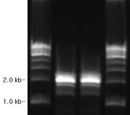 PCR products of 1.8 kb of ORF1 region from B. subtilis subsp. krictiensis strain obtained using primers ORF1_u-f and ORF2-r.