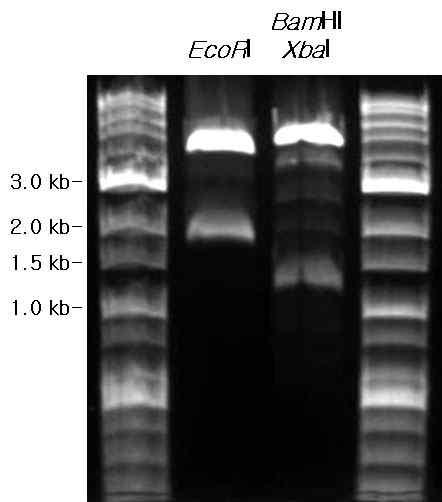 Restriction enzyme patterns of a transforming vector pBSM54-orf1-sp constructed with pUC19, ORF1 region (EcoRI) and spectinomycin resistance gene cassette (BamHI/XbaI).