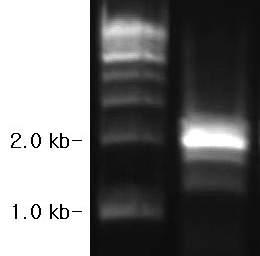 PCR product of ORF1 region from B. subtilis subsp. krictiensis using primers ORF1_u-f and ORF2-r.
