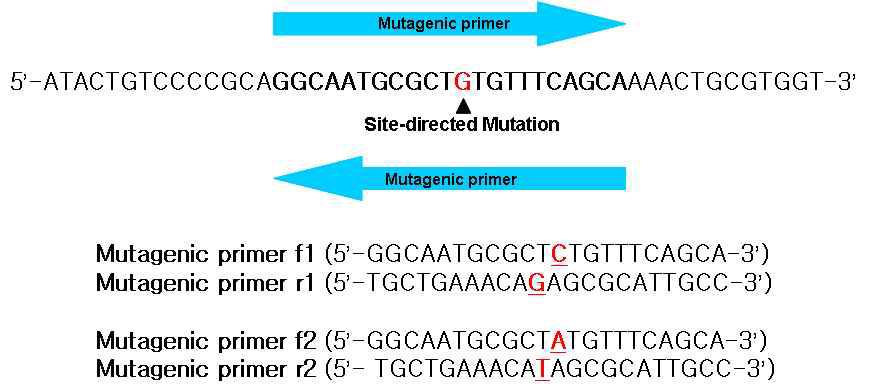 Mutagenic primer sets for site-directed mutagenesis
