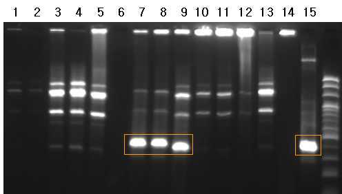 PCR products amplified with primers spc-f2 and hxl-r2 from B. subtilis transformants (lane 1～14) grown on media with 100 μg/ml spectinomycin and pBSM54-orf1-sp (lane 15).