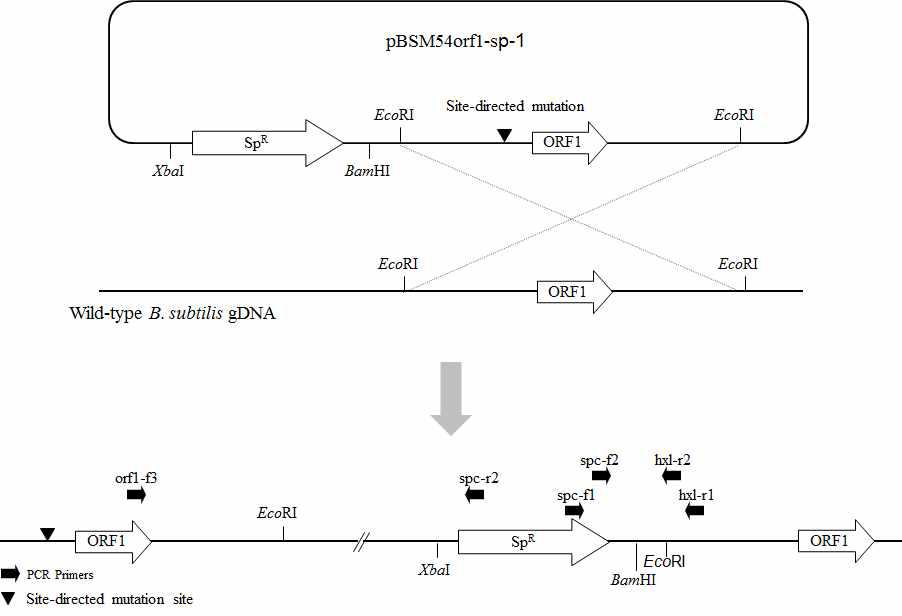 Schematic diagram of homologous recombination for site-directed mutagenesis and specific primer sets for screening of B. subtilis transformants obtained from site-directed mutagenesis
