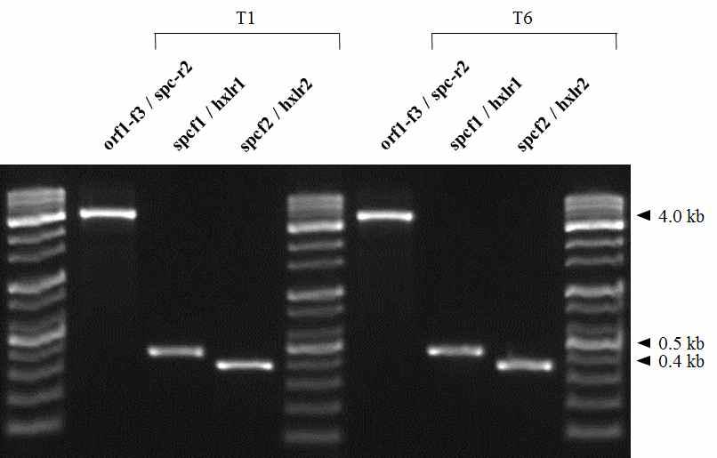 PCR products amplified from gDNA of Bacillus subtilis transformants grown on LB media containing 60 μg/ml of spectinomycin using various specific primer sets.