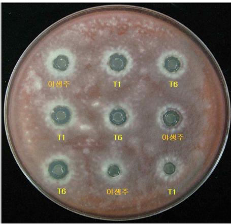 Antifungal actvities of culture broths of the wild-type and transformants T1 and T6 aganst F. oxysporum.