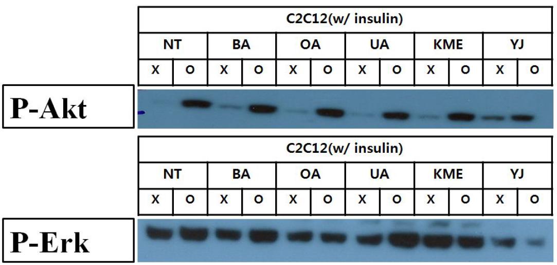 Akt와 Erk발현에 있어서 Insulin이 미치는 영향