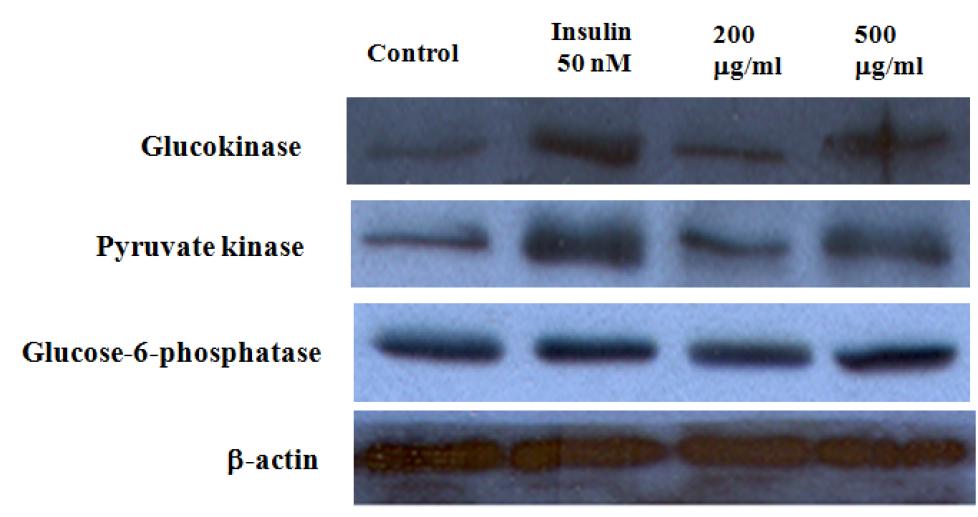 HepG2 세포에서 pyruvate kinase and glucose-6-phosphatase 단백질 발현에 미 치는 신선초 추출물의 효과