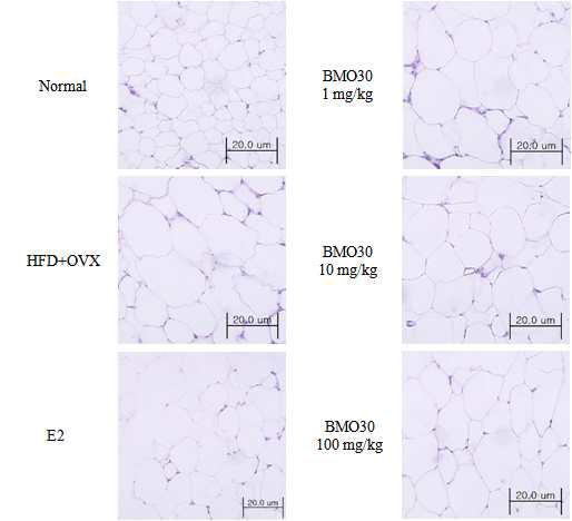 Effect of BMO-30 on adipose tissue histology
