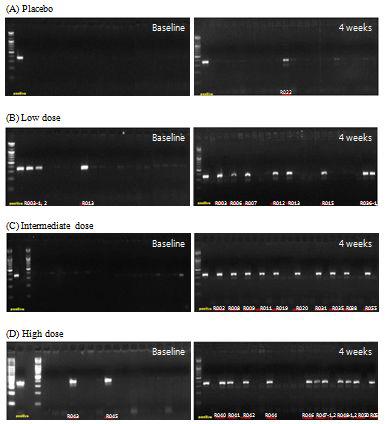 Gel electrophoresis images of PCR amplified fecal lactobacillus samples by intervention groups.