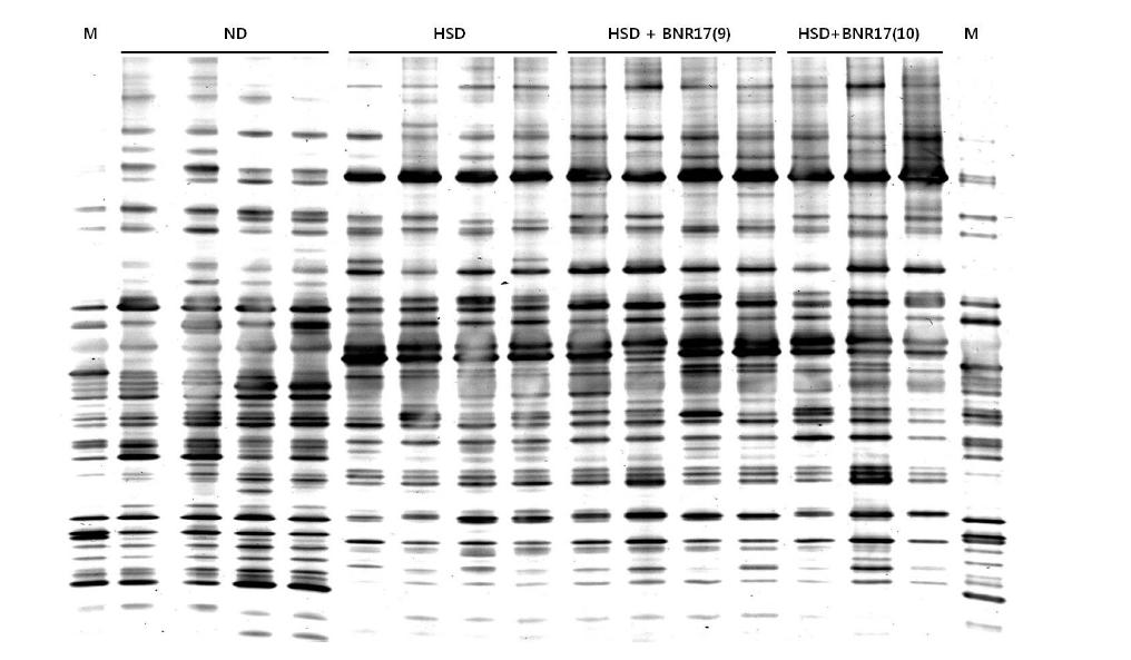 Analysis total bacteria by denaturing gradient gel electrophoresis (DGGE)in mice administered with ND, HSD or HSD containing Lb. gasseri BNR17 (109 CFU or 1010 CFU) for 10 weeks.