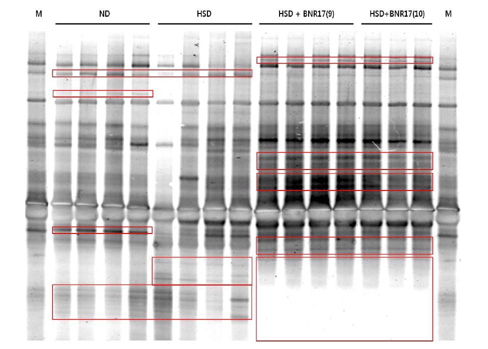 Analysis Lactobacilli by denaturing gradient gel electrophoresis (DGGE) in mice adminstered with ND, HSD or HSD containing Lb. gasseri BNR17 (109 CFU or 1010 CFU) for 10 weeks. Different bands between groups were marked in red box.