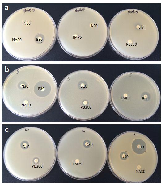 Antibiotic susceptibility test (a:BNR17, b:S.thermophilus, c:L.bulgaricus)