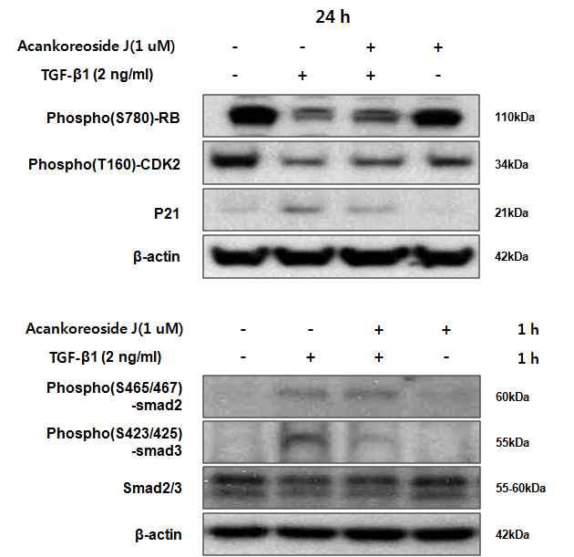 Acankoreoside J의 모발주기 조절 인자에서 효능