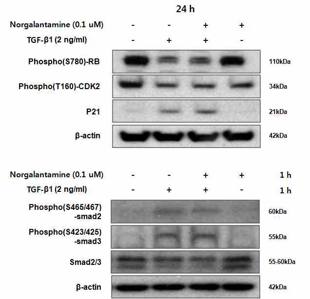 Norgalanthamine의 모발주기 조절 인자에서 효능