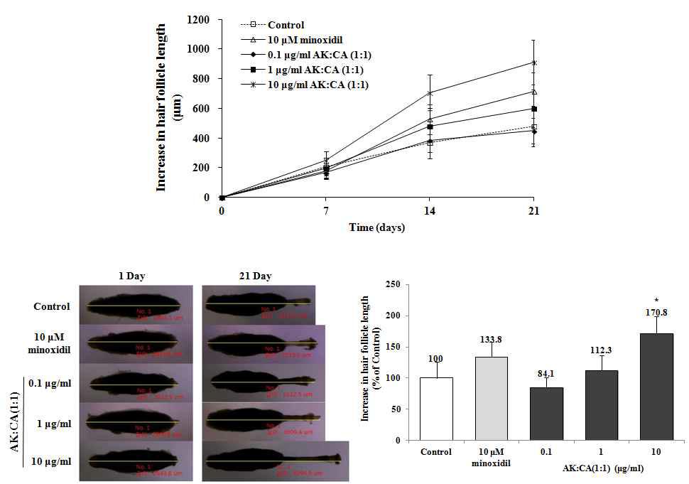 AK:CA (1:1) 추출물 복합제의 hair fiber 길이 성장 효과