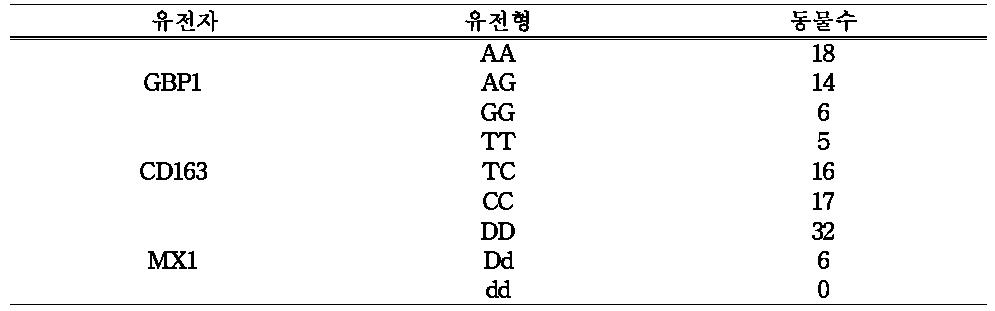 유전형 검사에 의해 선발된 자돈 40 마리의 GBP1, CD163 및 MX1 유전자 분포율